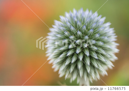 ルリタマアザミ ルリタマアザミ 11766575