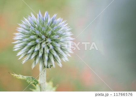 ルリタマアザミ ルリタマアザミ 11766576