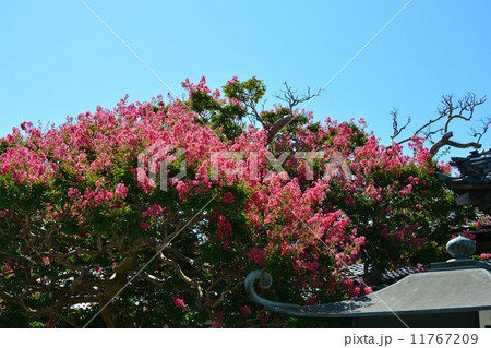 鎌倉、咲き誇る百日紅 鎌倉、咲き誇る百日紅 11767209