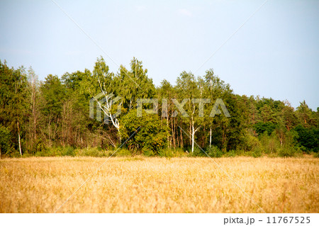 grass valley in forest during summer 11767525