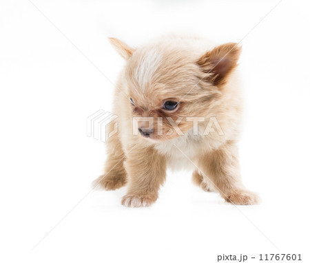 Funny puppy Chihuahua poses on a white background Funny puppy Chihuahua poses on a white background 11767601