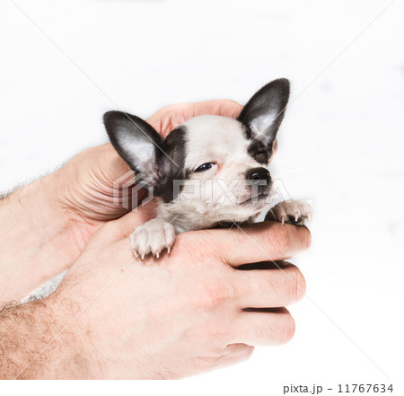 Funny puppy Chihuahua poses on a white background Funny puppy Chihuahua poses on a white background 11767634