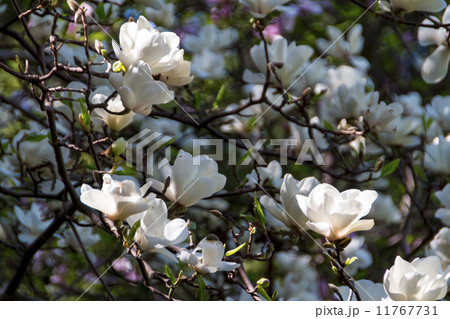 Blossoming of magnolia flowers in spring time 11767731
