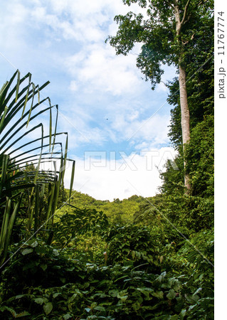 Beautiful rain forest Beautiful rain forest 11767774
