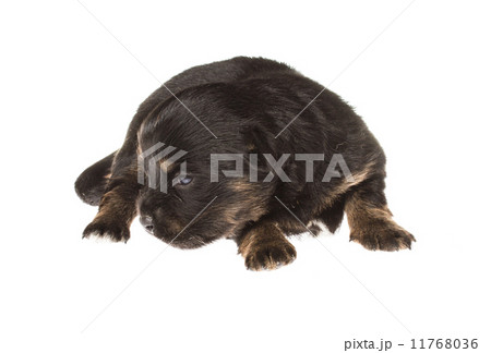 Funny puppy Chihuahua poses on a white background 11768036