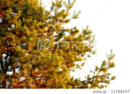 Autumn forest Autumn forest 11768297