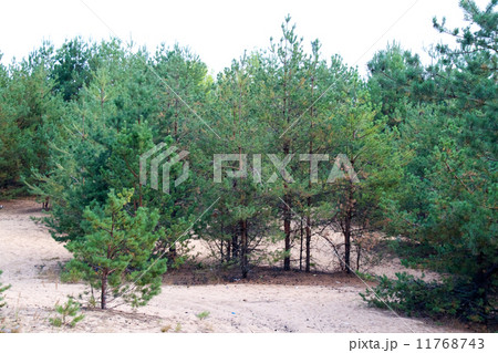 forest at summer, Russia 11768743