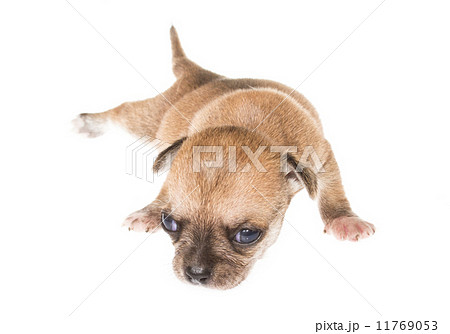 Funny puppy Chihuahua poses on a white background 11769053