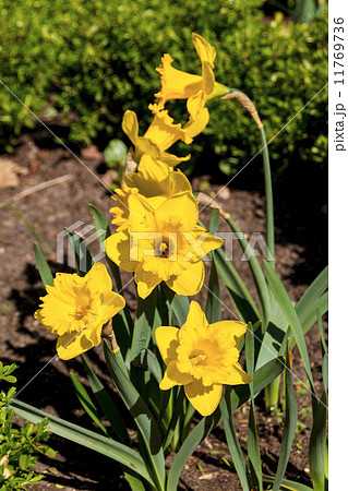 Narcissus and daffodil spring flower Narcissus and daffodil spring flower 11769736