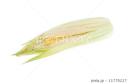 Fresh raw corn cob isolated on the white 11770227