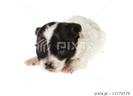 Funny puppy Chihuahua poses on a white background Funny puppy Chihuahua poses on a white background 11770579