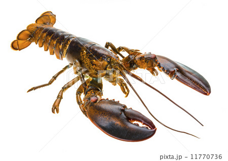 Raw lobster Raw lobster 11770736