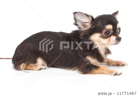Funny puppy Chihuahua poses on a white background 11771467