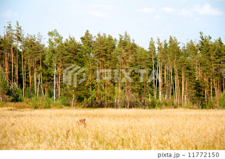 grass valley in forest during summer 11772150
