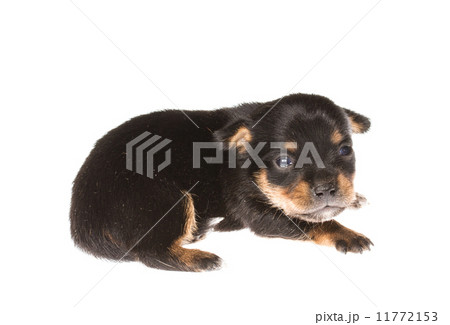 Funny puppy Chihuahua poses on a white background 11772153