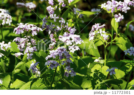 Spring flowers in the garden Spring flowers in the garden 11772301