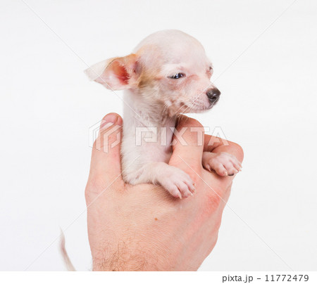 Funny puppy Chihuahua poses on a white background Funny puppy Chihuahua poses on a white background 11772479