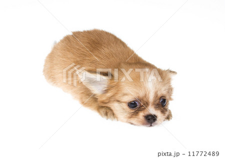 Funny puppy Chihuahua poses on a white background 11772489