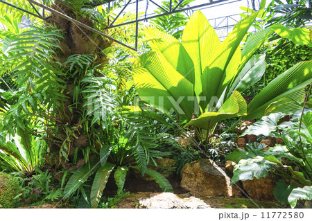 Nong Nooch tropical garden 11772580