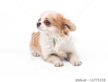 Funny puppy Chihuahua poses on a white background Funny puppy Chihuahua poses on a white background 11773158