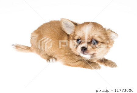 Funny puppy Chihuahua poses on a white background Funny puppy Chihuahua poses on a white background 11773606