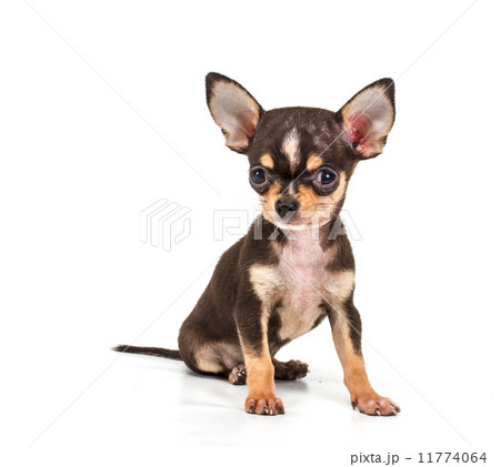 Funny puppy Chihuahua poses on a white background Funny puppy Chihuahua poses on a white background 11774064