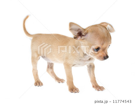 Funny puppy Chihuahua poses on a white background Funny puppy Chihuahua poses on a white background 11774543