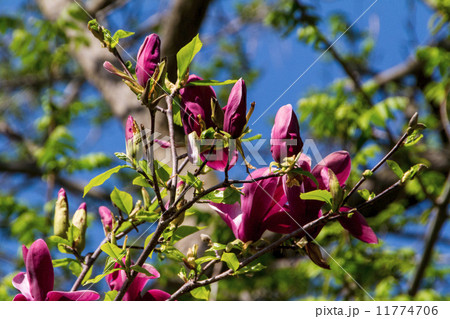 Blossoming of magnolia flowers in spring time 11774706