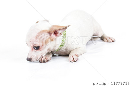Funny puppy Chihuahua poses on a white background 11775712