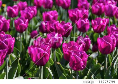 tulips in spring sun tulips in spring sun 11775799