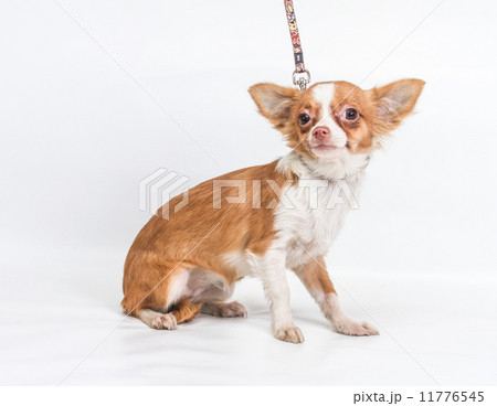 Funny puppy Chihuahua poses on a white background 11776545