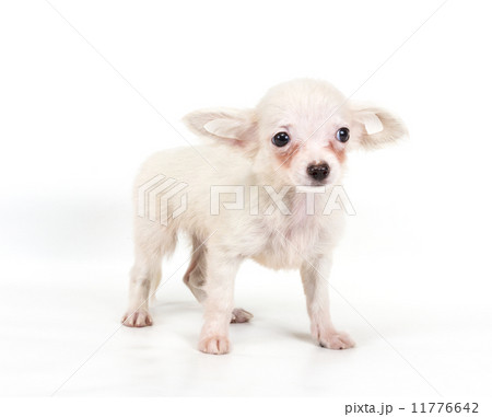 Funny puppy Chihuahua poses on a white background 11776642