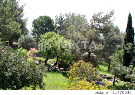 pine growing on an eminence, Turkey 11776930