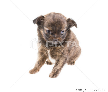 Funny puppy Chihuahua poses on a white background 11776969