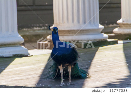 beautiful peacock beautiful peacock 11777083