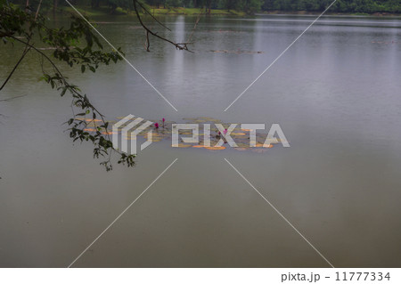 Angkor Wat complex 11777334