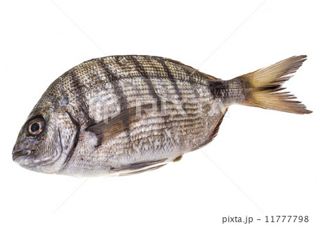 Raw Tilapia 11777798