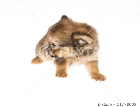 Funny puppy Chihuahua poses on a white background Funny puppy Chihuahua poses on a white background 11778009