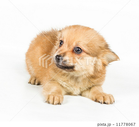 Spitz puppy in front of white background . Pomeranian dog isolat 11778067