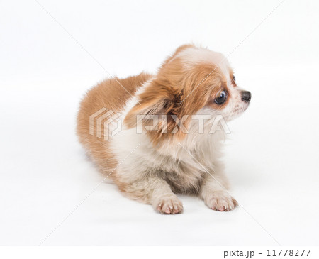 Funny puppy Chihuahua poses on a white background Funny puppy Chihuahua poses on a white background 11778277
