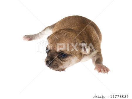 Funny puppy Chihuahua poses on a white background 11778385