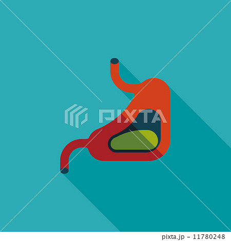 Human stomach flat icon with long shadow Human stomach flat icon with long shadow 11780248