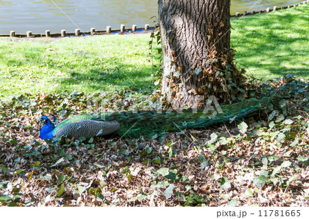 beautiful peacock beautiful peacock 11781665