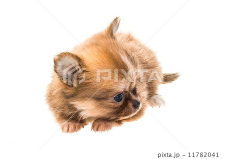 Chihuahua puppy 11782041