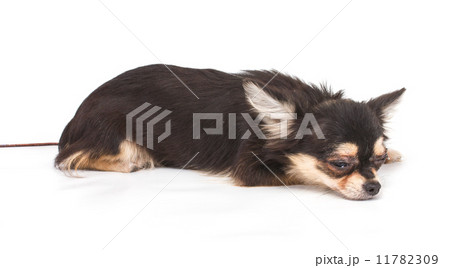 Funny puppy Chihuahua poses on a white background 11782309