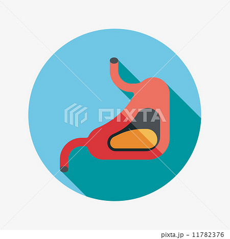 Human stomach flat icon with long shadow 11782376
