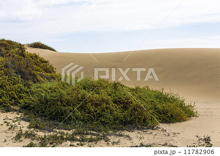 Maspalomas Duna - Desert in Canary island Gran Canaria 11782906