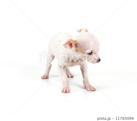 Funny puppy Chihuahua poses on a white background Funny puppy Chihuahua poses on a white background 11783099