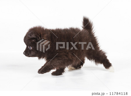 Spitz puppy in front of white background . Pomeranian dog isolat 11784118