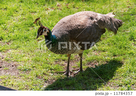 beautiful peacock beautiful peacock 11784357